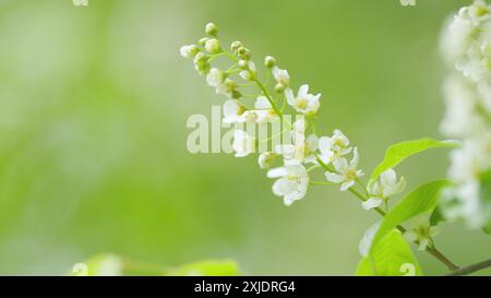 Ralenti. Branches de cerisiers d'oiseaux en fleurs. Oiseau cerisier en fleur. Floraison massive. Banque D'Images
