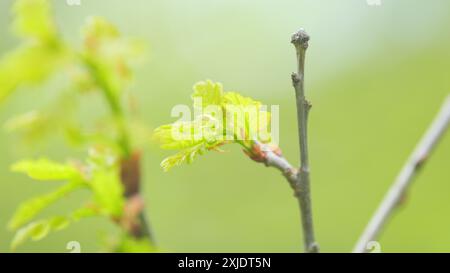 Gros plan. Beau fond de jeune feuillage vert. Le chêne est un arbre ou un arbuste du genre quercus. Banque D'Images