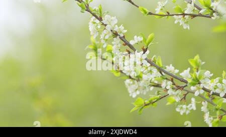 Ralenti. Floraison blanche sur un arbre au début du printemps dans le jardin. Fleur de cerise blanche avec pétales blancs en fleurs. Banque D'Images