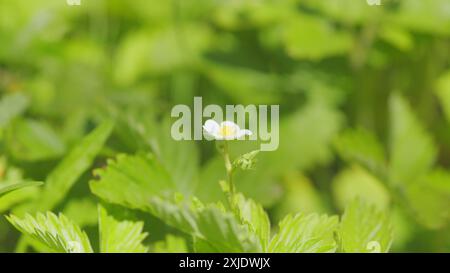 Gros plan. Buissons de fraises non mûres. Buisson de fraises avec des fleurs blanches dans le jardin. Banque D'Images