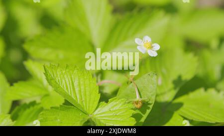 Gros plan. Fraise fraîche mais verte à la lumière naturelle. Fraises vertes fraîches et savoureuses récoltées non mûres. Banque D'Images