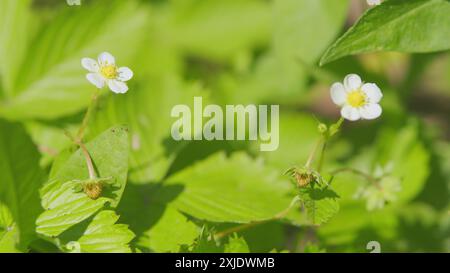 Gros plan. Fleurs de fraises et feuilles vertes. Fleurs de baies blanches dans la prairie. Banque D'Images