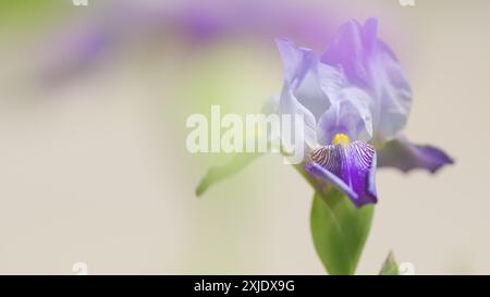 Ralenti. Iris nain violet blanc mikey poussant dans le jardin. Pétales grands. Belles fleurs colorées. Banque D'Images