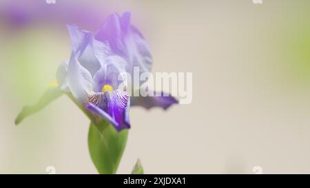 Gros plan. Iris germanica violet. Belle fleur d'iris. Plante à fleurs Iris germanica de la famille des iridaceae. Banque D'Images