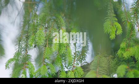 Ralenti. Jeunes pousses tendres d'un arbre de noël. Jeune germe d'épinette, fond de forêt naturelle. Banque D'Images
