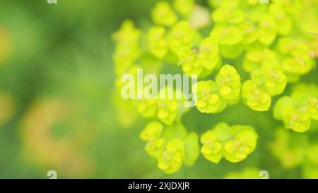 Gros plan. Euphorbia cyparissias, fleur printanière de cyprès. La plante herbacée euphorbia fleurit jaune au printemps dans le jardin. Banque D'Images