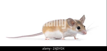 Jolie souris épineuse brun clair du Caire aka acomys cahirinus, debout sur le côté. Je regarde tout droit à côté de la caméra. Isolé sur fond blanc. Banque D'Images