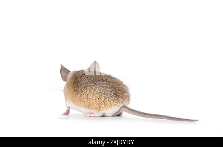 Jolie souris épineuse brun clair du Caire aka acomys cahirinus, debout sur le côté. Regarder loin de l'appareil photo sans visage. Isolé sur fond blanc. Banque D'Images