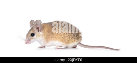 Jolie souris épineuse brun clair du Caire aka acomys cahirinus, debout sur le côté. Regarder de côté loin de l'appareil photo. Isolé sur fond blanc. Banque D'Images