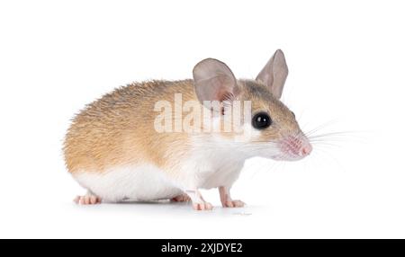 Jolie souris épineuse brun clair du Caire aka acomys cahirinus, debout en diagonale. Je regarde tout droit à côté de la caméra. Isolé sur fond blanc. Banque D'Images