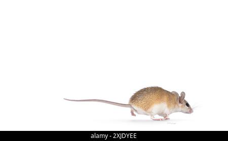 Jolie souris épineuse brun clair du Caire aka acomys cahirinus, fuyant rapidement les voies latérales. Je ne regarde pas la caméra. Isolé sur fond blanc. Banque D'Images