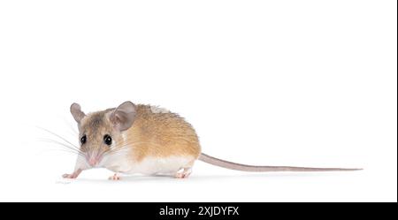 Jolie souris épineuse brun clair du Caire aka acomys cahirinus, debout sur le côté. Regardant droit à la caméra montrant les deux yeux. Isolé sur un backgro blanc Banque D'Images