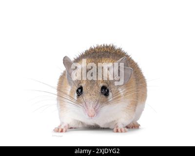 Jolie souris épineuse brun clair du Caire aka acomys cahirinus, debout sur le côté. Regardant droit à la caméra montrant les deux yeux. Isolé sur un backgro blanc Banque D'Images