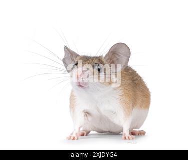 Jolie souris épineuse brun clair du Caire aka acomys cahirinus, debout en diagonale. Je regarde tout droit à côté de la caméra. Clise up des moustaches. Isolé sur un Banque D'Images