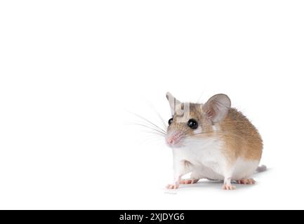 Jolie souris épineuse brun clair du Caire aka acomys cahirinus, debout en diagonale. Je regarde tout droit à côté de la caméra. Isolé sur fond blanc. Banque D'Images