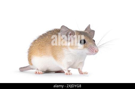 Jolie souris épineuse brun clair du Caire aka acomys cahirinus, debout en diagonale. Je regarde tout droit à côté de la caméra. Isolé sur fond blanc. Banque D'Images