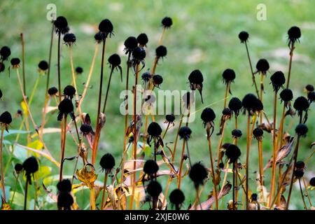 Gloriosa Daisy Daisies, Rudbeckia fulgida 'Goldsturm' Rudbeckias, Seed Heads Seedheads Deadheads plante morte de jardin Banque D'Images