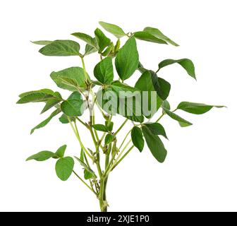 Buisson de soja vert isolé sur fond blanc. Plante de soja. Banque D'Images