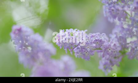 Ralenti. Belles fleurs de lilas. Arbre de Syringa dans la nature. Nature floraison macro fleurs en toile de fond. Banque D'Images