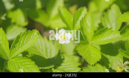 Gros plan. Buissons de fraises non mûres. Buisson de fraises avec des fleurs blanches dans le jardin. Banque D'Images