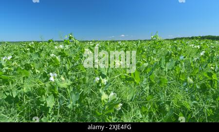 Grand angle. Grand champ de plantes de pois en été. Fleurs de pois de légumes dans le champ. Banque D'Images