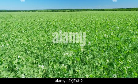 Grand angle. Concept agricole. Fleurs de pois blanc et rose pois ou pisum sativum, fleurs. Banque D'Images