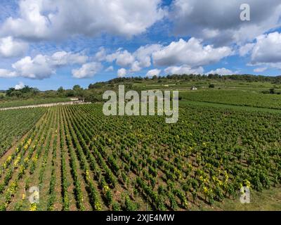 Vignobles verts autour du village de Puligny-Montrachet, Bourgogne, France. Vinification de vin sec blanc de haute qualité à partir de raisins Chardonnay sur grand cru classe vin Banque D'Images