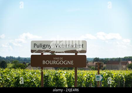 Vignoble vert autour du village de Puligny-Montrachet, panneau routier du vin de Bourgogne, France. Vinification de vin sec blanc de haute qualité à partir de raisins Chardonnay sur gr Banque D'Images