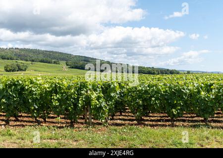 Vignobles verts autour du village de Puligny-Montrachet, Bourgogne, France. Vinification de vin sec blanc de haute qualité à partir de raisins Chardonnay sur grand cru classe vin Banque D'Images