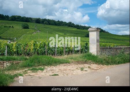 Clos clos clos vignobles verdoyants autour du village de Puligny-Montrachet, Bourgogne, France. Fabrication de vin sec blanc de haute qualité à partir de raisins Chardonnay sur grand cr Banque D'Images