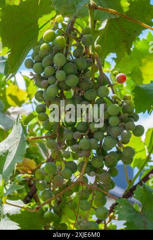 Gros plan de la vigne affectée par le mildiou, montrant des raisins et des feuilles infectés. Banque D'Images