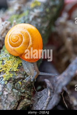 Rencontre dans le monde des escargots romains : harmonie de la vie dans le microcosme. Escargots dans leur habitat naturel. Banque D'Images