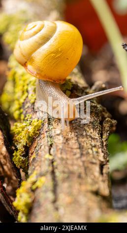 Rencontre dans le monde des escargots romains : harmonie de la vie dans le microcosme. Escargots dans leur habitat naturel. Banque D'Images