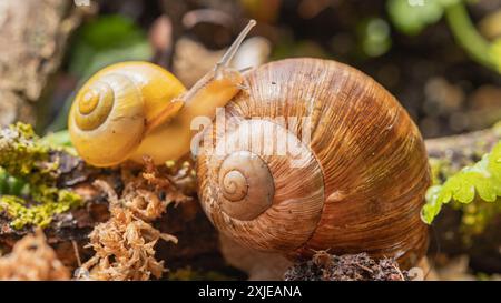 Rencontre dans le monde des escargots romains : harmonie de la vie dans le microcosme. Escargots dans leur habitat naturel. Banque D'Images