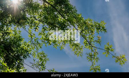 Rayons du soleil sur les feuilles des arbres. L'été en ville. Temps ensoleillé. Feuilles vertes contre le ciel bleu. Banque D'Images