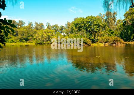 Arbres poussant dans la forêt au parc Haller à Bamburi, Mombasa, Kenya Banque D'Images