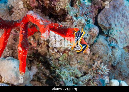 Égypte, Taba, éponge toxique pour les doigts (Negombata magnifica) et (Chromodoris quadricolor) Banque D'Images