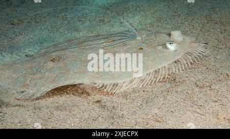 Égypte, Taba, sole de Moïse de la mer Rouge (Pardachirus marmoratus), sole à ailettes, sole mouchetée Banque D'Images