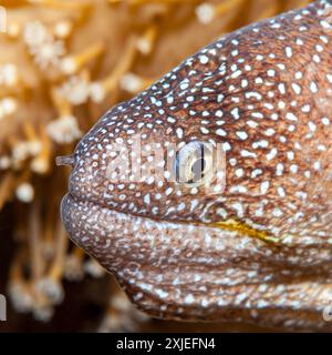 Égypte, Taba, Yellowmouth Moray, (Gymnothorax nudivomer) Banque D'Images