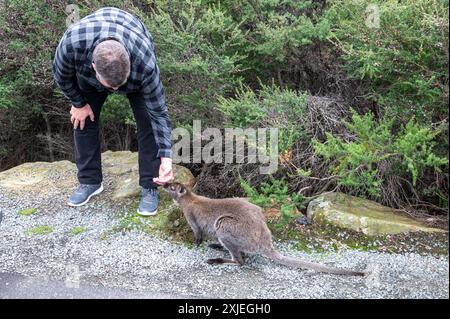 Un visiteur caresse un wallaby sauvage qui est habitué aux humains au parking Cape Tourville Lighthouse dans le parc national de Freycinet sur le côté est de Banque D'Images