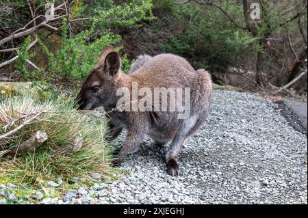 Un wallaby sauvage à cou rouge ou wallaby de Bennett utilisé pour les humains, au parking du phare de Cape Tourville dans le parc national de Freycinet à l'est Banque D'Images