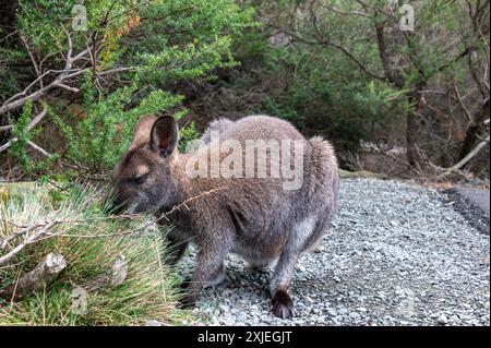 Un wallaby sauvage à cou rouge ou wallaby de Bennett utilisé par les humains, au parking du phare de Cape Tourville dans le parc national de Freycinet à l'est Banque D'Images