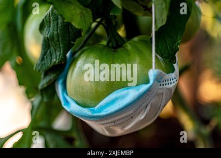 vue de tomates vertes dans une serre de film, régime végétarien, nourriture saine et cultivée, été Banque D'Images