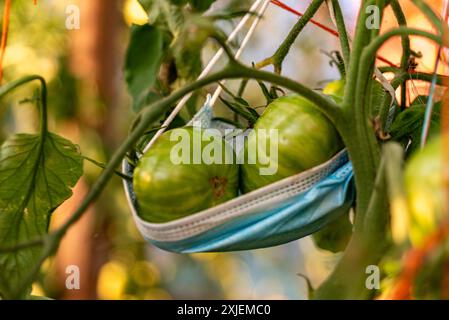 vue de tomates vertes dans une serre de film, régime végétarien, nourriture saine et cultivée, été Banque D'Images