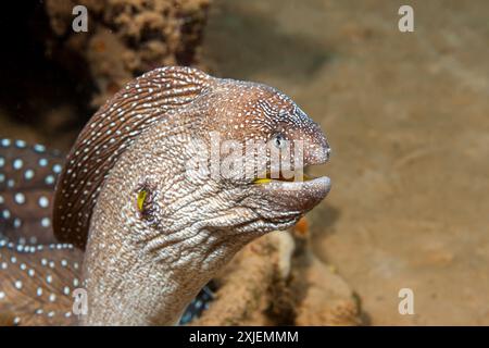 Égypte, Taba, Yellowmouth Moray, (Gymnothorax nudivomer) Banque D'Images