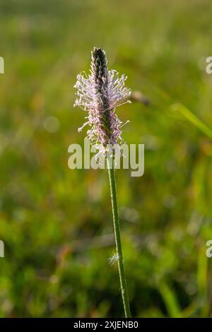 Milieux Plantago, plantain de Hoary, Plantaginaceae. Plante sauvage au printemps. Banque D'Images