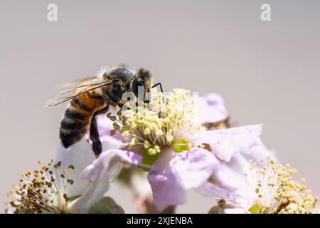 Abeille au miel européenne, Apis mellifera, abeille sur fleurs de mûre Banque D'Images