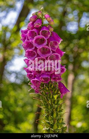 Gant rose (Digitalis), près de Prerow, Darß, Mecklembourg-Poméranie occidentale, Allemagne Banque D'Images