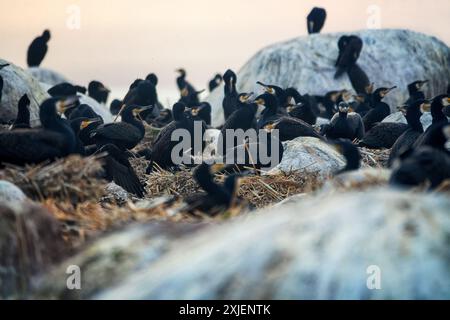 Site de la colonie de cormorans méridionaux (Phalacrocorax carbo sinensis) en mer Baltique. Oiseaux sur les nids Banque D'Images