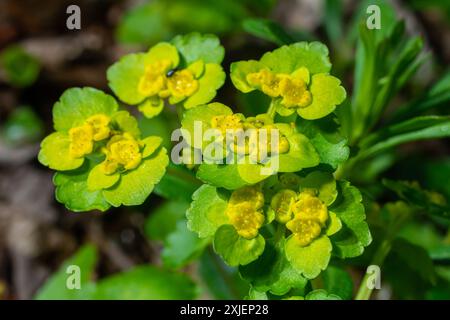 Saxifrage doré en fleurs Chrysosplenium alternifolium avec bords doux. Mise au point sélective. Possède des propriétés d'ajustement. Jaune printemps petites fleurs. Banque D'Images